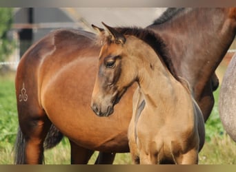 PRE, Stallion, Foal (05/2025), Bay-Dark