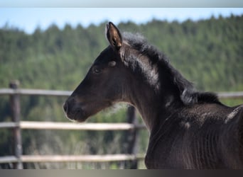 PRE, Stallion, , Black