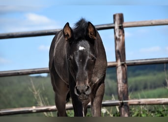 PRE, Stallion, , Black