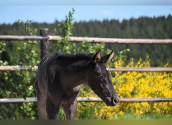 PRE, Stallion, , Black