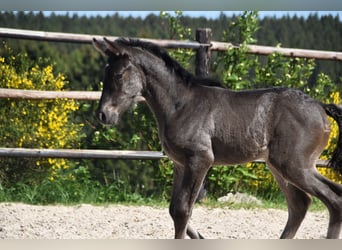 PRE, Stallion, , Black