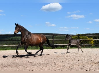 PRE, Stallion, , Black