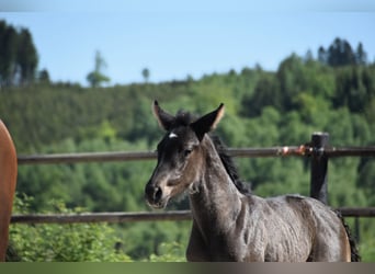 PRE, Stallion, , Black