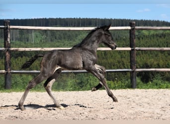 PRE, Stallion, , Black