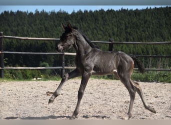 PRE, Stallion, , Black