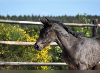PRE, Stallion, , Black