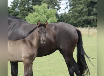 PRE, Stallion, , Black