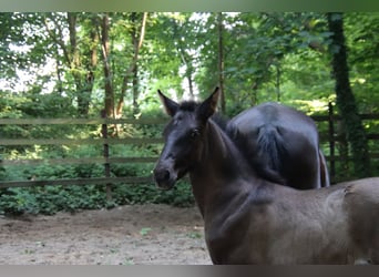 PRE, Stallion, , Black