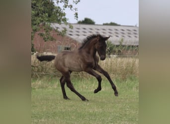 PRE, Stallion, , Black