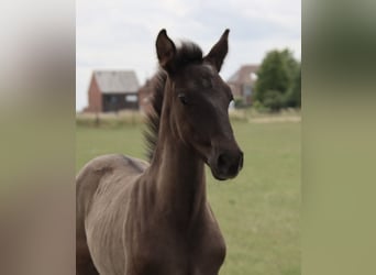 PRE, Stallion, , Black