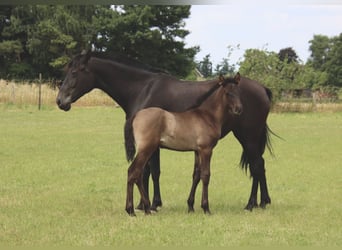 PRE, Stallion, , Black