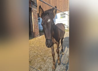 PRE, Stallion, Foal (04/2026), Black