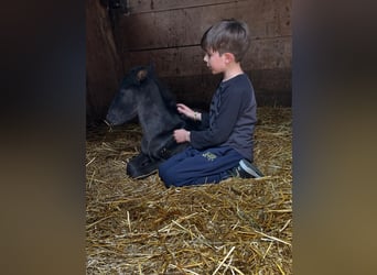 PRE, Stallion, Foal (04/2026), Black