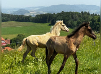 PRE, Stallion, Foal (01/2026)