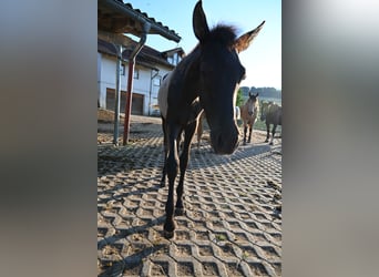 PRE, Stallion, Foal (02/2026)