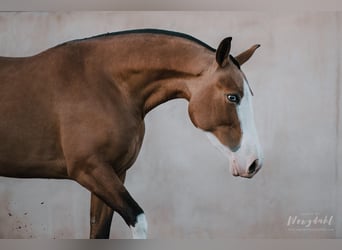 PRE, Stallion, Foal (01/2024), Brown