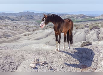 PRE, Stallion, Foal (01/2024), Brown