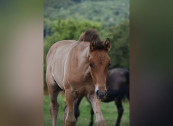 PRE, Stallion, Foal (04/2024), Brown