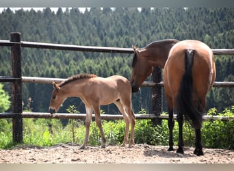 PRE, Stallion, Foal (04/2024), Brown