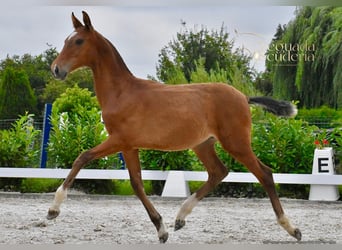 PRE, Stallion, Foal (03/2025), Brown