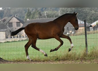 PRE, Stallion, Foal (03/2025), Brown