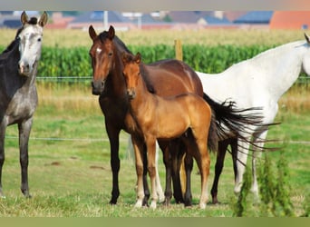 PRE, Stallion, Foal (05/2025), Brown