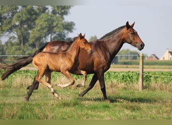 PRE, Stallion, Foal (05/2025), Brown