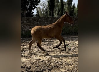 PRE, Stallion, , Brown