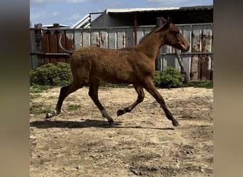 PRE, Stallion, , Brown