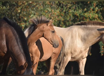 PRE, Stallion, Foal (01/2026), Buckskin