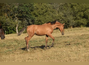 PRE, Stallion, Foal (01/2026), Buckskin