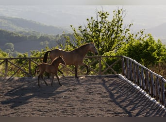 PRE, Stallion, Foal (03/2026), Buckskin