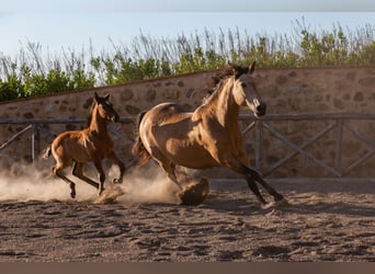 PRE, Stallion, Foal (03/2026), Buckskin