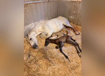 PRE, Stallion, Foal (04/2026), Can be white