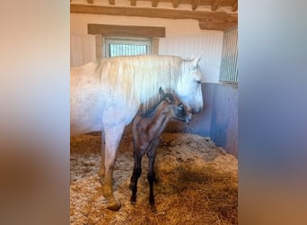 PRE, Stallion, Foal (04/2026), Can be white