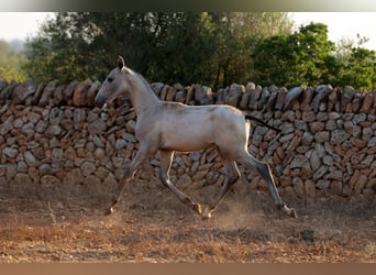 PRE, Stallion, Foal (01/2026), Grey