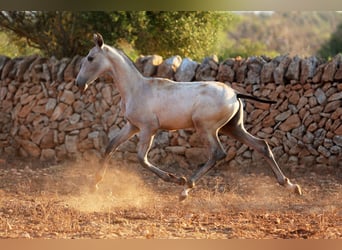PRE, Stallion, Foal (01/2026), Grey