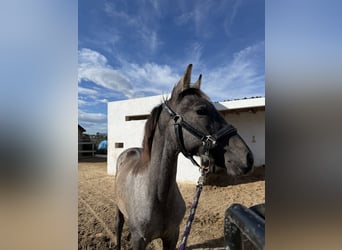 PRE Mix, Stallion, Foal (03/2025), Grey-Dark-Tan