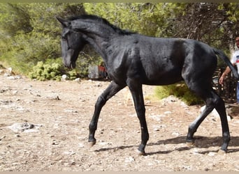 PRE, Stallion, Foal (02/2025), Grey