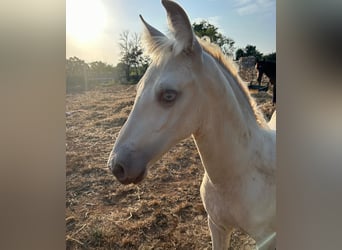 PRE, Stallion, Foal (04/2025), Pearl
