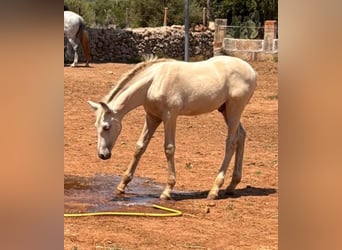 PRE, Stallion, Foal (04/2025), Pearl