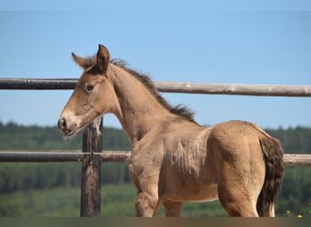 PRE, Stallion, Foal (05/2025), Pearl