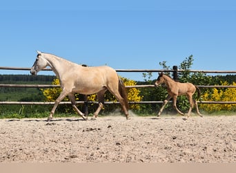 PRE, Stallion, Foal (05/2025), Pearl