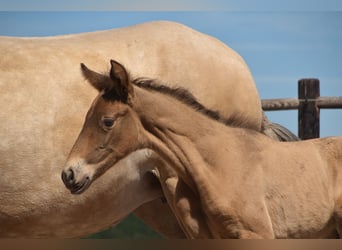 PRE, Stallion, Foal (05/2025), Pearl