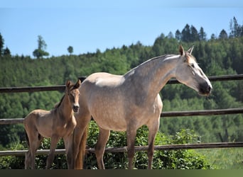 PRE, Stallion, Foal (05/2025), Pearl
