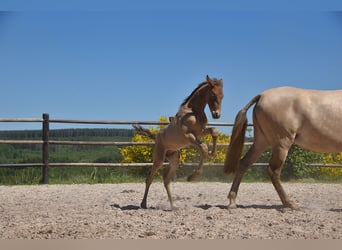 PRE, Stallion, Foal (05/2025), Pearl