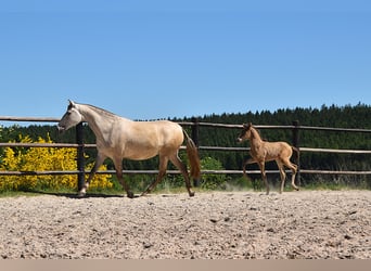 PRE, Stallion, Foal (05/2025), Pearl