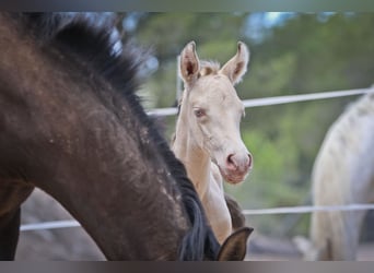 PRE, Stallion, Foal (01/2023), Perlino