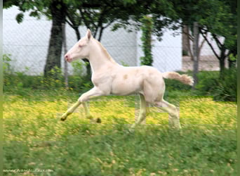 PRE, Stallion, , Perlino