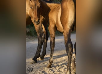 PRE, Stallion, Foal (05/2024), Red Dun